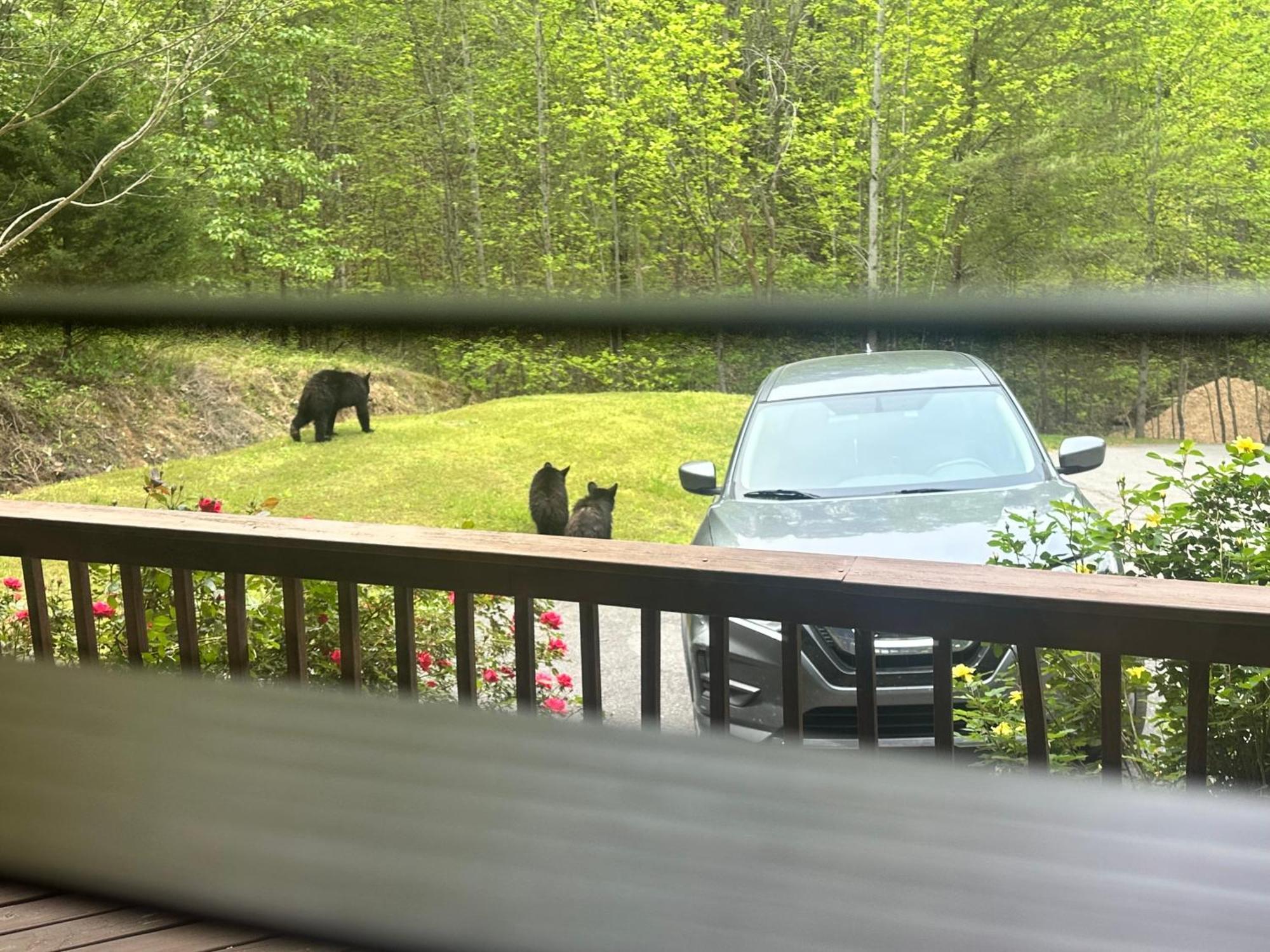 Beary Tale! Your Happily Ever After Starts Here! Sevierville Luaran gambar